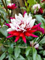 Chrysantheme im Flower Dome, Singapur