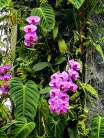 Orchideen im Nebelwald in Singapurs Gardens by the bay