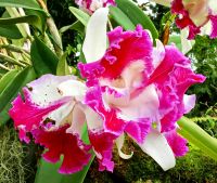 Gardens by the Bay, Flower Dome, Singapur