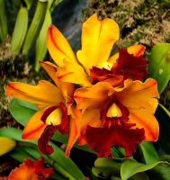 Orchideen im Nebelwald in Singapurs Gardens by the bay