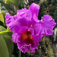 Orchideen im Nebelwald in Singapurs Gardens by the bay