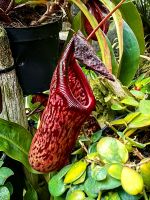 Carnivorie, Fleischfressende Pflanze, hier Nepenthes, Nebelwald, Singapur