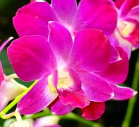 Orchidee im Botanischen Garten von Singapur