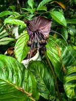 Schwarzspinnenorchidee im Botanischen Garten von Singapur