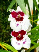 Stiefmütterchenorchidee im Botanischen Garten von Singapur