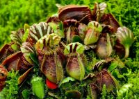 Carnivorie, Fleischfressende Pflanze, Nebelwald, Singapur