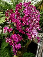 Es ist einfach unglaublich, wie üppig die Orchideen im Botanischen Garten von Singapur blühen