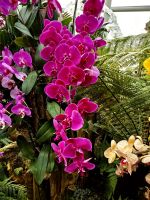 Phalaenopsis im Botanischen Garten von Singapur