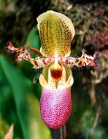 Paphiopedilum liemiamum, Frauenschuhorchidee, seltene Orchidee