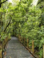 Wir laufen zu den Kauririesen