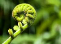 Ein Farnblatt entsteht, am Tane Mahuta, Nordinsel