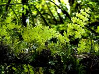 Urwaldfeeling am Tane Mahuta