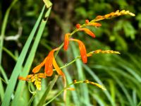 Rottboellia im Urwald beim Tane Mahuta, Nordinsel