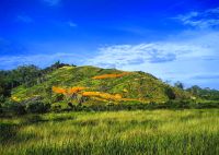 Hügelige Landschaft im Norden Neuseelands