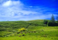 Weidende Kühe gehören einfach zu Neuseeland