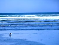 Möwe Jonathan ist heute auch wieder da