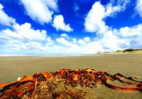Strandgut in der Henderson Bay