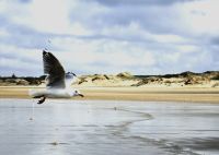 Möwe Jonathan ergreift die Flucht...