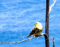 Braunrücken Goldsperling am Cape Reinga
