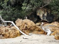 Hot Water Beach Coromandel Halbinsel