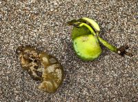 Am Stand liegen viele Mangrovensamen