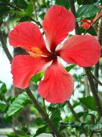 Der Hibiskus blüht in Tairuha