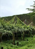 Kiwiplantage bei Tairuha