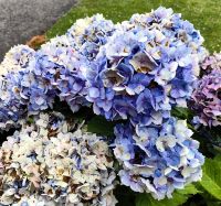 Hortensien werden hier meterhoch und blühen üppig