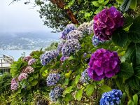 Verschiedenfarbige Hortensien am Mount Paku