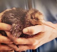 Wenige Wochen junger Kiwi