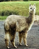 Fremde Welt an der Kiwiaufzuchtstation, ein Alpaka