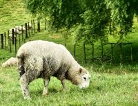 Typisch Neuseeland, die Schafe