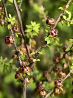 Kapseln des Manukastrauches, da kommt der teure und wertvolle Honig her