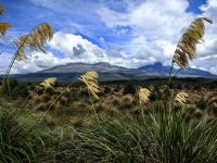 Im Tongarino Nationalpark