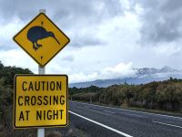 Kiwi könnte kommen, Tongarino Nationalpark
