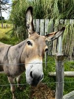 Ein Muli bettelt um Kuchenkrümel bei unserer Kaffeepause