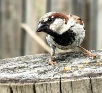 Der freche Spatz hat die Krümel ergattert