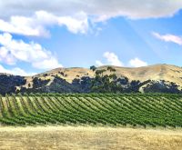 Weinstöcke soweit das Auge reicht, Landschaft bei Picton, Südinsel Neuseeland