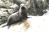 Robben bei Kaikoura