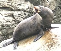 Hier ist jemand müde, Robbe bei Kaikoura