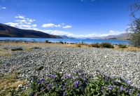 Am Lake Tekapo, Südinsel