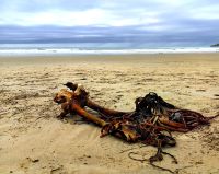 Moeraki Boulders Beach   