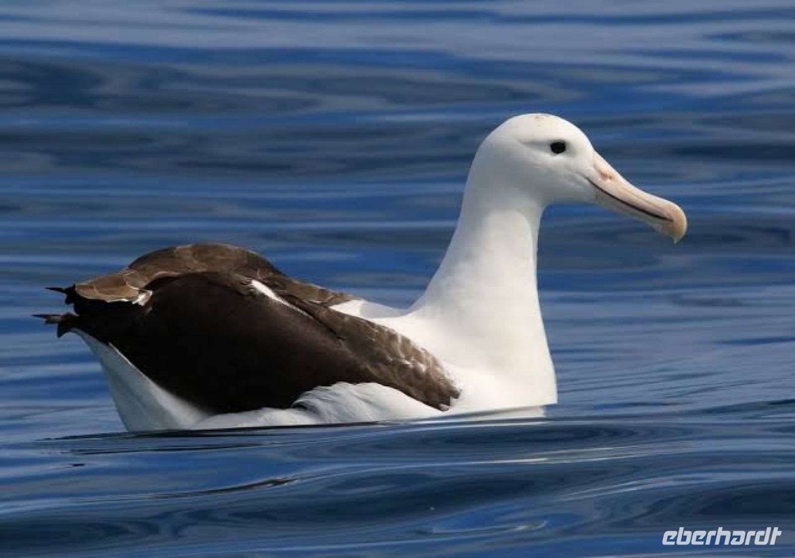 Wir werden beobachtet, Albatross neben unserem Boot