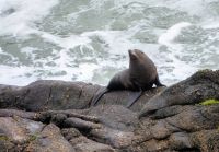 Robbe auf den Klippen in Tairoa Head