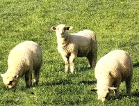 Merinoschafe und endlich haben wir eine Stelle gefunden, wo wir sie fotografieren können