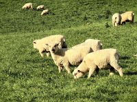 Plüschige Merinoschafe, jetzt werden sie bald geschoren