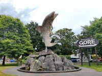 Braunforelle in Gore, Fliegenfischen ist sehr beliebt in Neuseeland