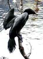 Kormoran  im Fjordland