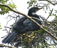 Brütender Kormoran im Fjordland