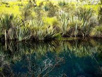 Das Wasser ist so klar, daß sich alles spiegelt, auf dem Weg zum Milford Sound